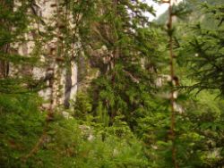1913-07-05_Regina-F-Rau_Sonnenspitz_Kotalm-Jachenau (233).JPG